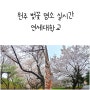 원주 벚꽃 명소 실시간 연세대학교 미래캠퍼스 키스로드
