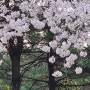 분당 탄천 벚꽃길 걸어서 출근해보기