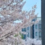 다사다난 벚꽃 구경