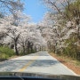 4월7일 벚꽃길