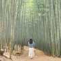 부산 기장 아홉산숲, 걷기좋은곳으로 유명한 대나무숲!(ft. 입장료)