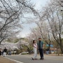 [인천 여행/가볼만한 곳] 데이트하기 좋은 곳 인천 벚꽃명소 Best 3 (연수역 벚꽃로, 인천대공원, SK인천석유화학)