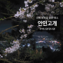 [ 경남 진해 ] 숨은 벚꽃 명소 안민고개 밤벚꽃 & 야경 로맨틱 성공적, 실시간 개화상태