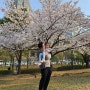 주말의 벚꽃구경 ! 토요일 여의도공원 / 일요일 양재천으로 봄나들이 다녀왔어요
