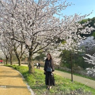동탄 여울공원 오산천 벚꽃 ( 공사 중 통제구간 )