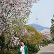 서울 숙명여대에서 꽃비 내리는 벚꽃 구경하며 산책한 하루