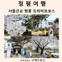 서울 근교 벚꽃 드라이브 코스 나들이 갈만한곳 청평 벚꽃 여행