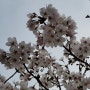 지난 주말엔 ... 4월 6일 < 영천 서문분식 / 망정 우로지공원 벚꽃놀이 >