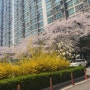 아파트 벚꽃핀날