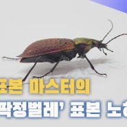 홍단딱정벌레 표본