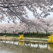 인천 계양 벚꽃 명소 계양체육관 앞 서부간선수로 개화 상태 위치 정보