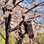 4월 서울 벚꽃 명소 사진 꿀팁 잠실 올림픽공원 성내천 가볼만한 곳