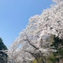 서울대공원 벚꽃. 2024년 4월 아기와 벚꽃구경.