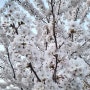안동 벚꽃 만개하다.