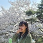 [제천] 4월7일 벚꽃 개화상황, 청풍문화재 단지, 청풍호 근처, 세명대 대원대