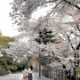Daily 24.04 주말 벚꽃 나들이 _ 현충원, 용산가족공원