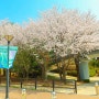 4월 경기도 꽃구경 일산 벚꽃 명소 산책 사진찍기 좋은곳