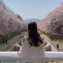 [서울 벚꽃 명소]양재 시민의 숲,벚꽃 헌터들의 봄나들이/양재천/벚꽃명소