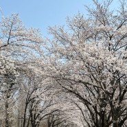 파주 벚꽃 명소 오산리 기도원(최자실기념금식기도원) 피크닉 다녀왔어요!