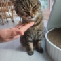 고양이사료추천/기호성 좋은 고양이 사료/바른생활펫 미토 치킨 MITO 1kg