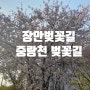 장안벚꽃길 중랑천 벚꽃길, SKT 멤버십 에이닷 고단백식빵 이벤트