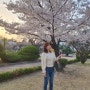 서울 벚꽃 삼청동 정독도서관 벚꽃엔딩