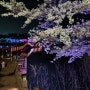 울산/경주 벚꽃(유채) 봄나들이