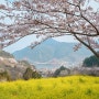 2024 봄꽃 나들이 6탄💛 남해 나루터휴게소/왕지벚꽃길/다랭이마을/스포츠파크길