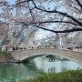 (4월5일 일상)서울 벚꽃명소 석촌호수 그리고 서울숲