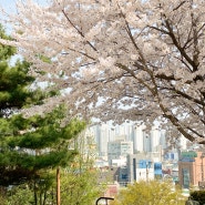 인천 벚꽃 명소 동인천 북광장 솔빛공원 도깨비 촬영지
