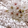부산 봄에 가볼만한곳 삼락생태공원 벚꽃 나들이