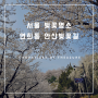 [서울 벚꽃명소] 연희동 안산벚꽃길 + 서리풀공원