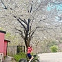 아라반:) 양산 화제마을 - 원동2고개 벚꽃라이딩 (퍼추얼 TT휠셋 첫 개시)