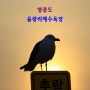 서울근교 바다 여행 인천 영종도 을왕리해수욕장
