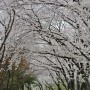 대전 카이스트 노천극장 벚꽃 너무 멋있어요