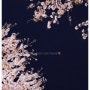# 거제도 꽃놀이 : 장승포 해안로 밤산책 겸 벚꽃 나들이