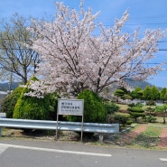 안용봉 선생 묘지의 벚꽃나무