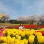 울산 4월 가볼만한 곳 울산대공원 남문 튤립 꽃구경 데이트코스
