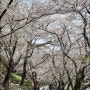 하동 쌍계사 벚꽃, 하동 십리 벚꽃길 한국의 아름다운 길