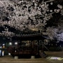[ 영천벚꽃명소 ] 우로지자연생태공원 | 대구 근교 벚꽃 명소 다녀왔어요! (야경좋음)