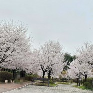 벚꽃 나들이