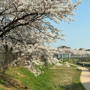 부천 벚꽃 명소 베르네천 오정동 벚꽃길 4월 후기