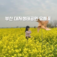 부산 낙동강 유채꽃 대저생태공원 실시간 4월 부산여행 꽃명소 가볼만한곳