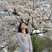 서울 숨은 벚꽃 명소 북서울꿈의숲 실시간 개화 현황