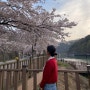 짧게 즐기는 집 근처 벚꽃놀이, 병산저수지 벚꽃🌸(2024년4월7일)