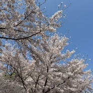 천안 단대 호수 벚꽃