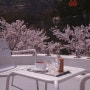 벚꽃 나들이 로드 경주 부산 양산 진주