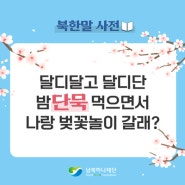 [북한말사전] 비비 밤양갱을 북한말로 부르면? "달디달고 달디단 밤OO"