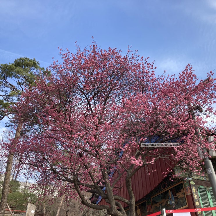 서울 봉은사 : 홍매화 : 네이버 블로그