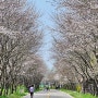 인천서구 가볼만한곳 드림파크 벚꽃구경
